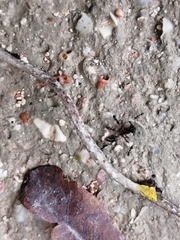 Odontomachus haematodus