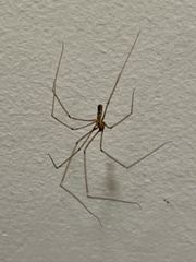 Pholcus phalangioides