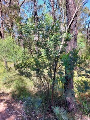 Acacia parvipinnula