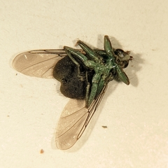 Ornithomya avicularia