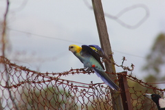 Platycercus adscitus