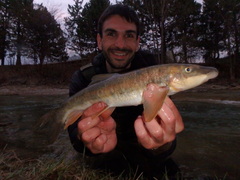 Catostomus catostomus