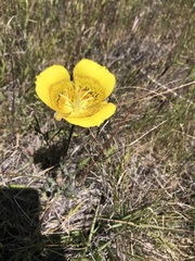 Calochortus luteus