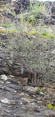 Olearia odorata