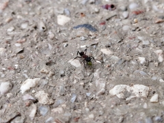 Mycetomoellerius jamaicensis