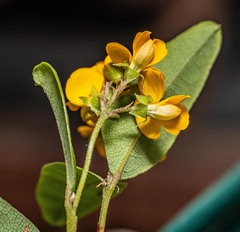 Podolobium scandens