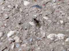 Mycetomoellerius jamaicensis