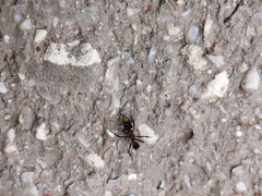 Mycetomoellerius jamaicensis