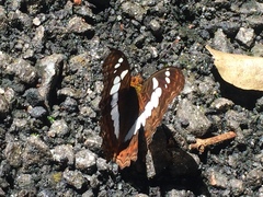 Moduza procris milonia