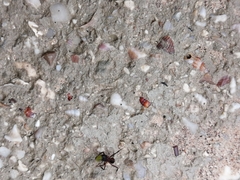 Mycetomoellerius jamaicensis