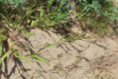 Eriochloa acuminata