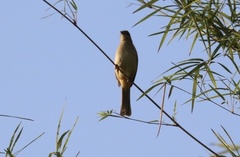 Pycnonotus conradi