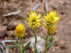 Waitzia acuminata acuminata