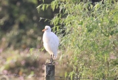 Bubulcus ibis coromandus
