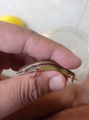 Subdoluseps bowringii