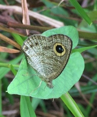 Ypthima horsfieldii humei