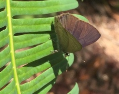 Anthene emolus goberus