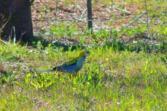 Platycercus adscitus