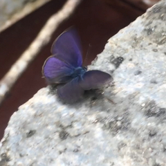 Anthene emolus goberus