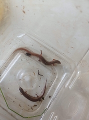 Subdoluseps bowringii