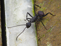 Polyrhachis armata