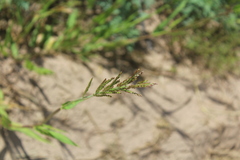 Eriochloa acuminata