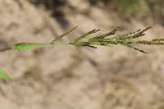 Eriochloa acuminata