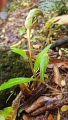 Pterostylis areolata