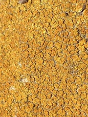 Xanthocarpia feracissima