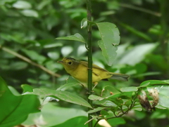 Phylloscopus soror