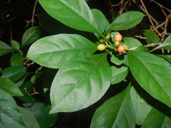 Pisonia aculeata