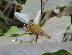 Phylloscopus soror
