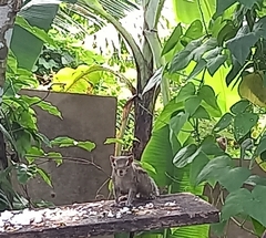 Funambulus palmarum