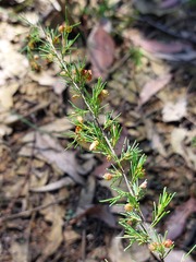 Dillwynia tenuifolia