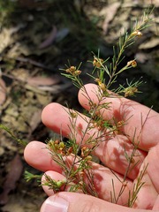 Dillwynia tenuifolia