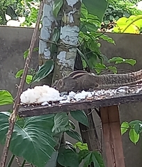 Funambulus palmarum