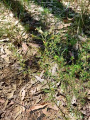 Dillwynia tenuifolia