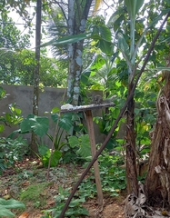 Funambulus palmarum