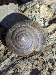 Helminthoglypta arrosa