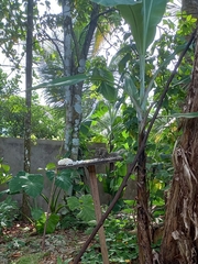 Funambulus palmarum