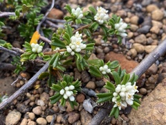 Rhamnaceae