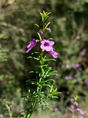 Prostanthera scutellarioides