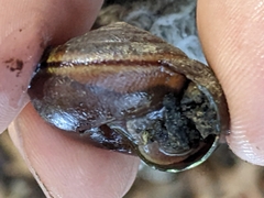 Helminthoglypta arrosa