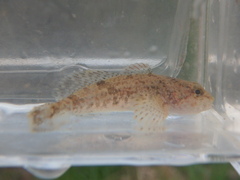 Cottus