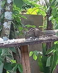 Funambulus palmarum