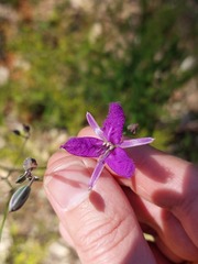 Thysanotus tuberosus
