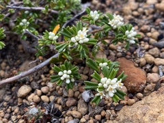 Rhamnaceae