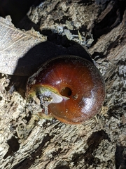 Helminthoglypta arrosa