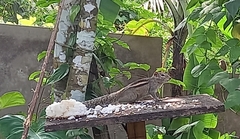 Funambulus palmarum