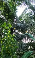 Funambulus palmarum